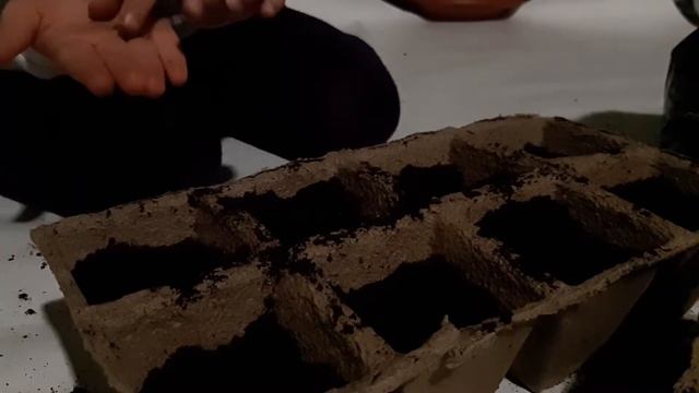 Бархатцы Астры Сажаем цветы Увлекательное занятие для детей смотреть онлайн