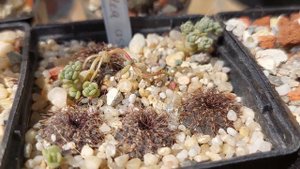 Фрайлея. Что за фрукт? Выращивание и уход.