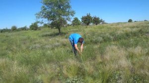 Молодой Травник Сбор Лекарственных Трав Бессмертник песчаный Шалфей Тысячелистник