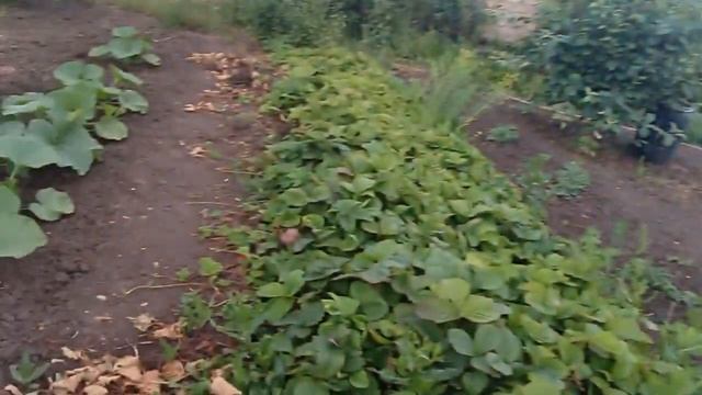 Поставил ловушку для ловли роев пчел / Огород растет/ Ягоды уже спеют/ Жизнь на даче/ смотреть онлайн