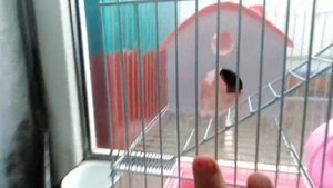 Что нужно для появления хомяка в доме?