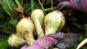 Лук шалот семейный из Архангельска продолговатый жёлтый (сорт 26)