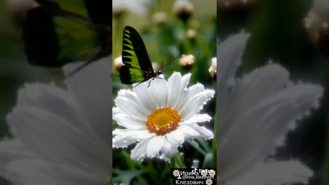 Ромашки  Ирина Клезович 🌼🌼🌼🌼🌼