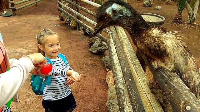 Поездка в Испанию (Отдых на Тенерифе)