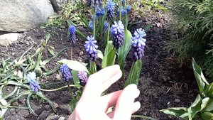 Мускари latifolium, Мускари Azureum