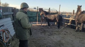 Русский Иван купил жеребца для случки