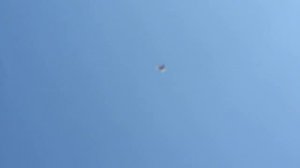 Голуби Алика Левчишина Перевальск Луганская обл