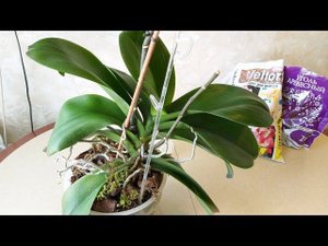 Пересадка очень взрослой орхидеи.Орхидея фаленопсис.