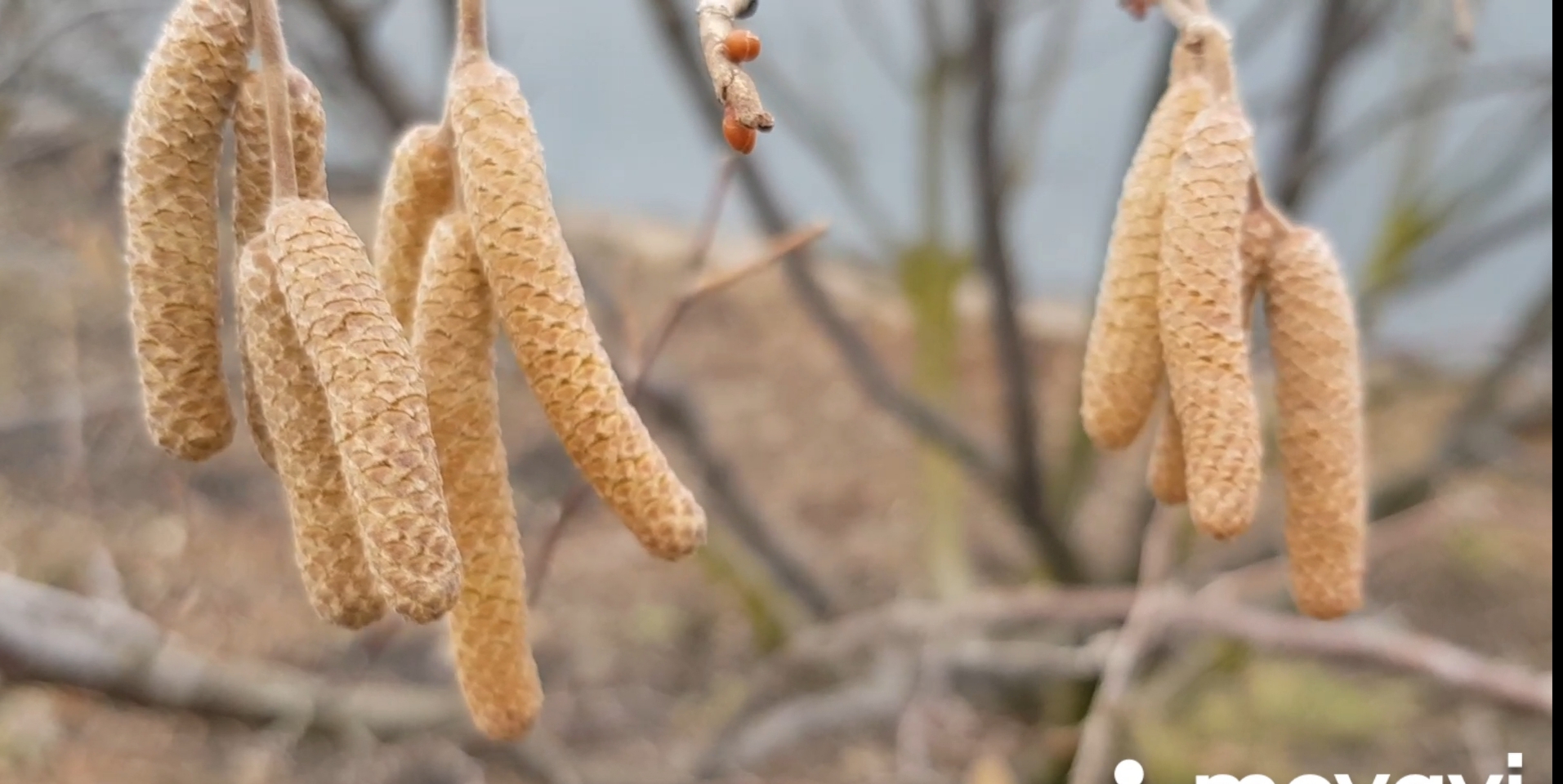 Первая обработка сада железным купоросом.