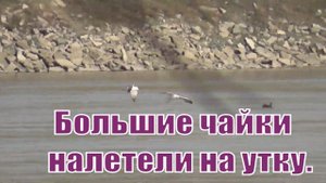 Огромные чайки напали на утку. Река Обь Новосибирск.