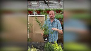 Прямые эфиры Живые изгороди