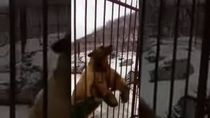 Медведь в клетке