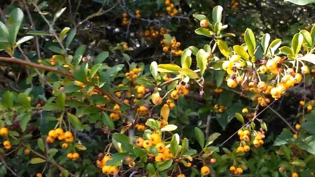 Pyracantha (orange glow) siepe anti-intrusione смотреть онлайн