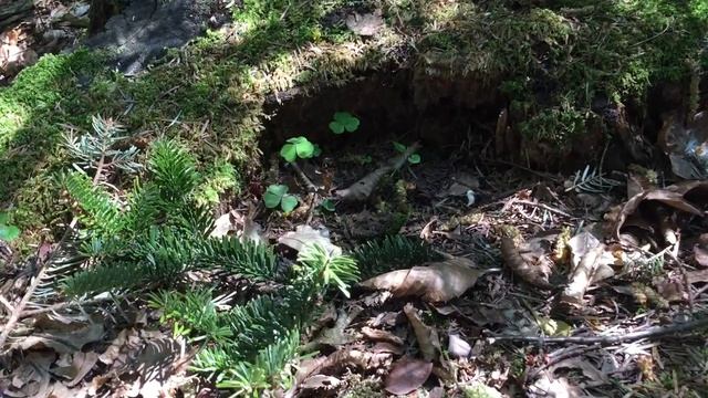 Кислица обыкновенная - витаминный дикорос. Салат из кислицы. Трускавец. 29.04.2020.