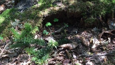 Кислица обыкновенная - витаминный дикорос. Салат из кислицы. Трускавец. 29.04.2020.