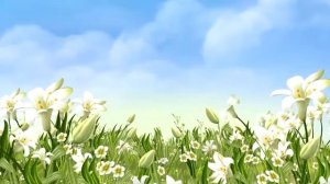 Футаж Поле цветов. Futage Field of flowers.