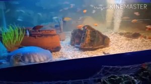 Ейск Океанариум Акулий риф Достопримечательности