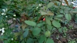 Роза Бургунд 81. Burgund 81