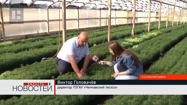 Лесоводы Тамбовской области выращивают саженцы сосны в специальной теплице