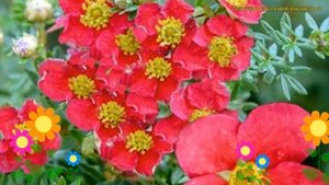 Лапчатка кустарниковая Дэнни Бой. Краткий обзор, описание potentilla fruticosa Danny Boy