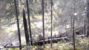 Охота на рябчика с манком (1 часть).