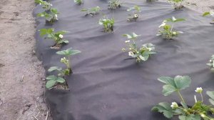 Третья подкормка клубники - фундамент гигантского урожая!