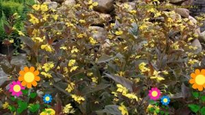 Вербейник реснитчатый. Краткий обзор, описание характеристик, где купить саженцы lisimachia ciliata