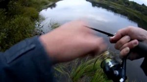 Рыбалка в Вологодской обл. Щучьи поклёвки. р. Чагодоща. Спиннинг Norstream Invict 762L