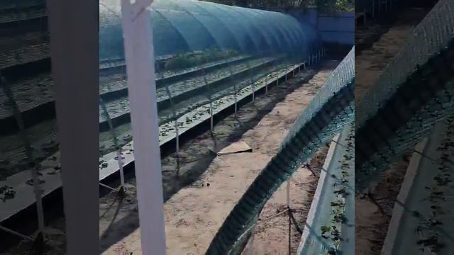 Высадка рассады клубники Мурано, Кабрилло, Клери, Азия, Аллегро, Мальгу еще ждем, высадка 8.08.2020 смотреть онлайн