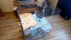 Клетка для грызунов своими руками, всего за 1000р!
