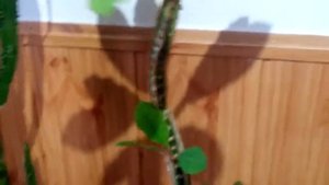 Домашний цветок пальма