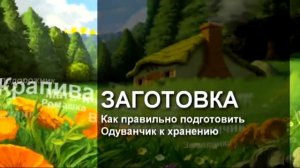 "Аптека под ногами"