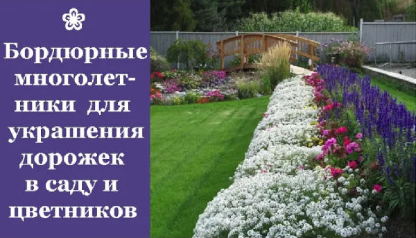 ❀ Самые красивые бордюрные многолетники для украшения дорожек в саду и цветников
