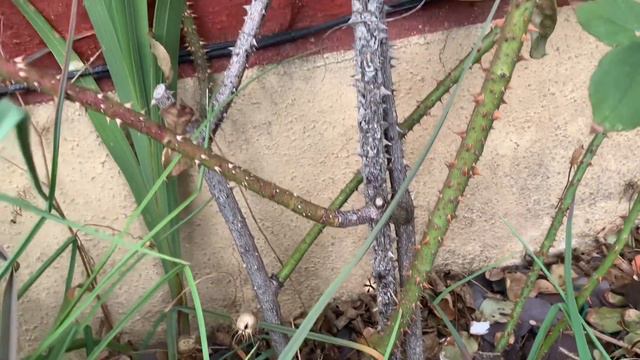 Rose Deep Secret and Rose Clementine at my mums | Rose Garden Tour смотреть онлайн