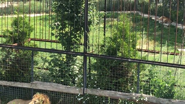 Забияка отсыпается за все месяцы) Тайган The lion bully sleeps for all the past months) Taigan смотреть онлайн