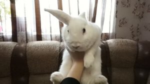 Соня и Ляля поменялись телами! Баку заколдовал их! ♥ Nepeta