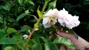 Обзор: Роза Ирма - длинно сезонное цветение