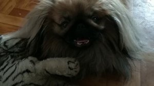Почему пекинес чешется?