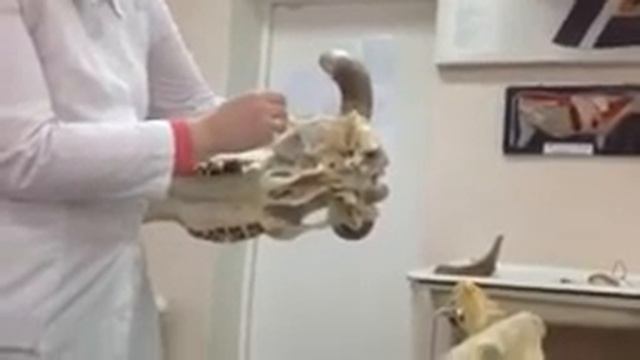 Височная кость. Мозговой отдел черепа. КРС смотреть онлайн