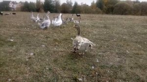 Тульские бойцовые гуси (Горбоносые)???