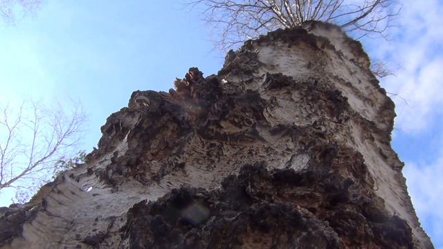 Заблудившись в тайге можно утолить жажду березовым соком. Тайга. Выживание в тайге. смотреть онлайн