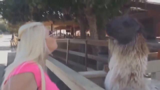 Я ору 3 (Лама плюнул в лицо) смотреть онлайн