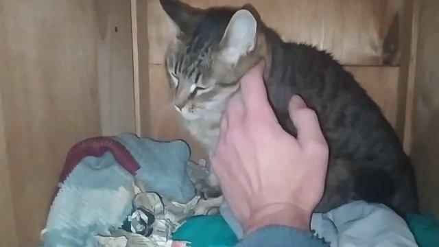 КАК ОТУЧИТЬ КОШКУ ЛАЗИТЬ В ШИФОНЬЕР. ЖАРЮ НЕМЕЦКИЙ ХЛЕБ смотреть онлайн