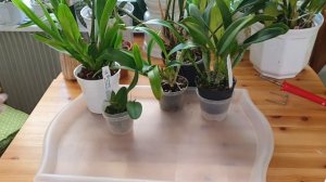 After Currlin orchideen haul - Repot Or Not Repot?