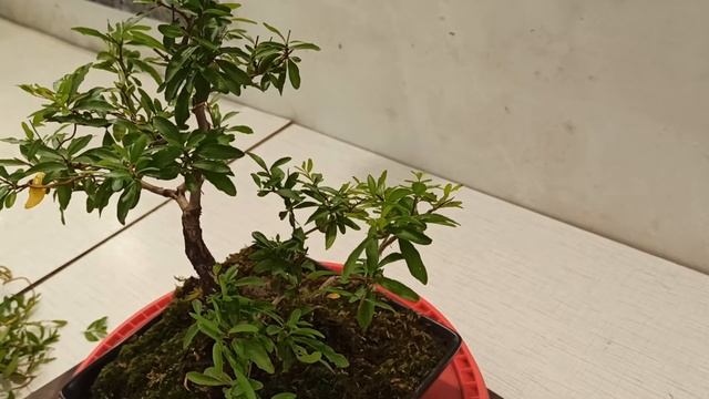Бонсай из комнатного граната. Стрижка смотреть онлайн