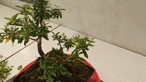 Бонсай из комнатного граната. Стрижка