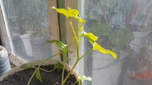 Выращиваем дыни на балконе