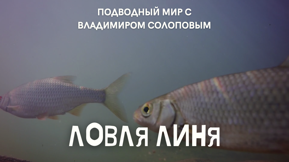 Ловля линя \ Подводный мир с Владимиром Солоповым