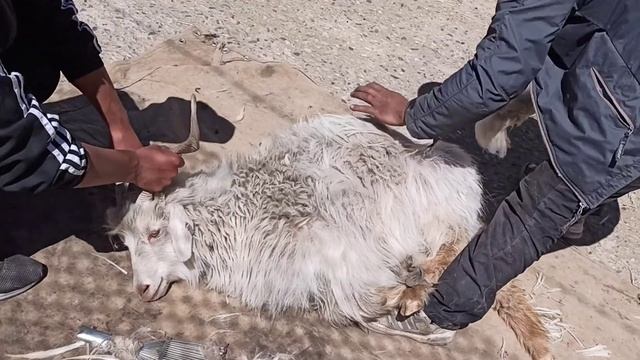 Collection of Pashmina from pashmina goat in Ladakh смотреть онлайн