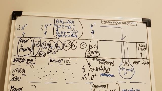 Цепь переноса электронов(дыхательная цепь) смотреть онлайн